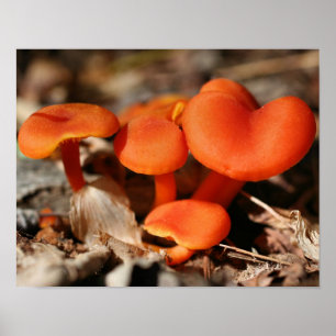 Orange Mushroom Family Natature Poster