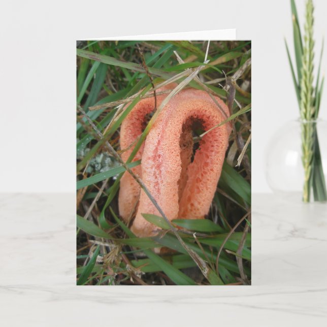 Orange Mushroom OBX Notecard Helgkort (Framsida)