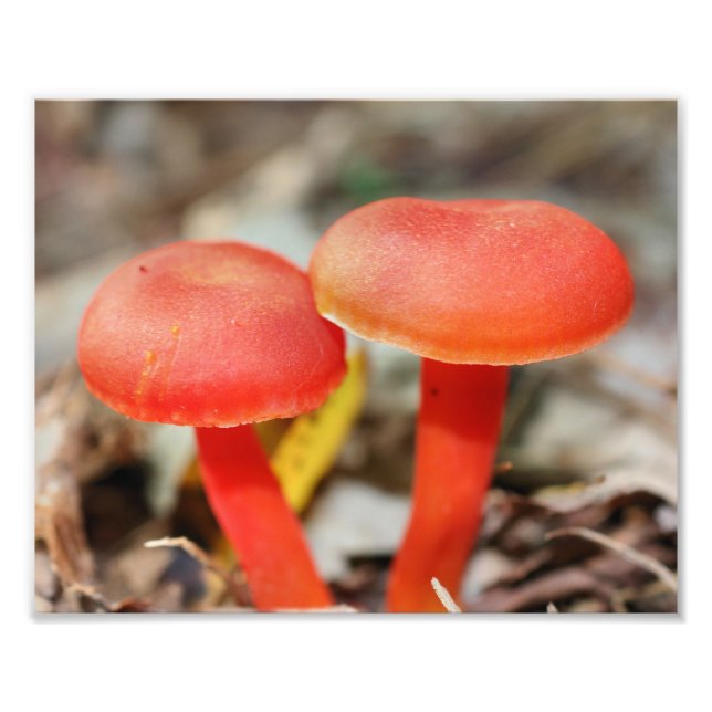 Orange Mushroom Pair Nature Fototryck (Framsidan)