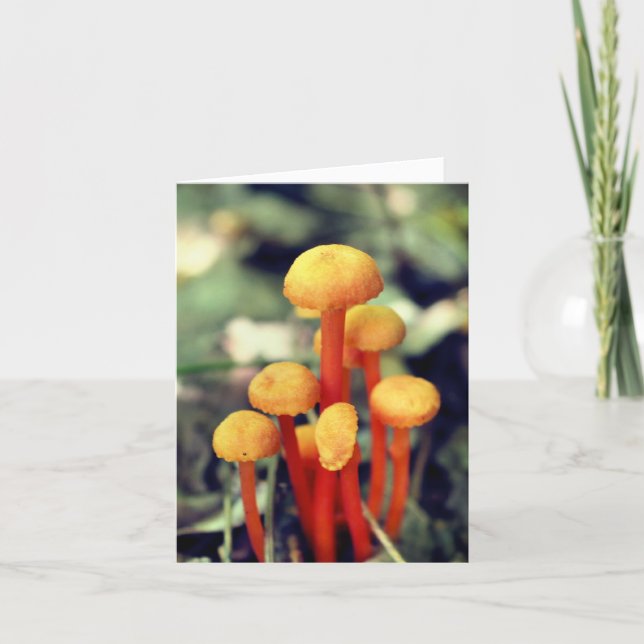 Orange Mushrooms Nature Photography  Anteckningskort (Framsida)