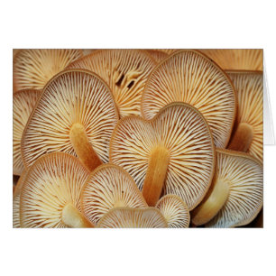 Orange Mycena champinjoner OBS Kort