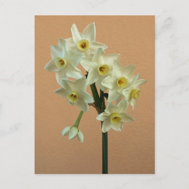 Orange Narcissus vykort (Framsida)