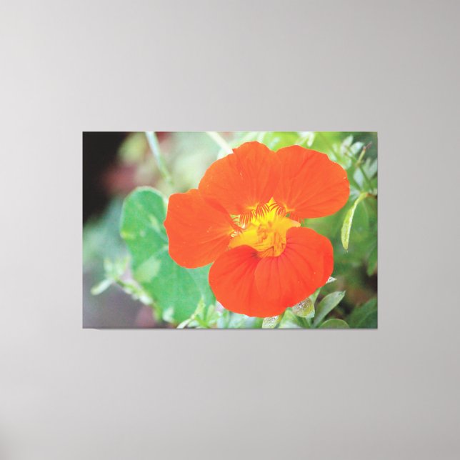 Orange Nasturtium Bloom Canvastryck (Framsida)