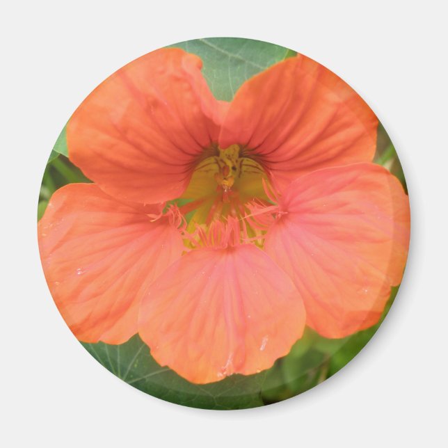 Orange Nasturtium Flower Magnet (Framsidan)