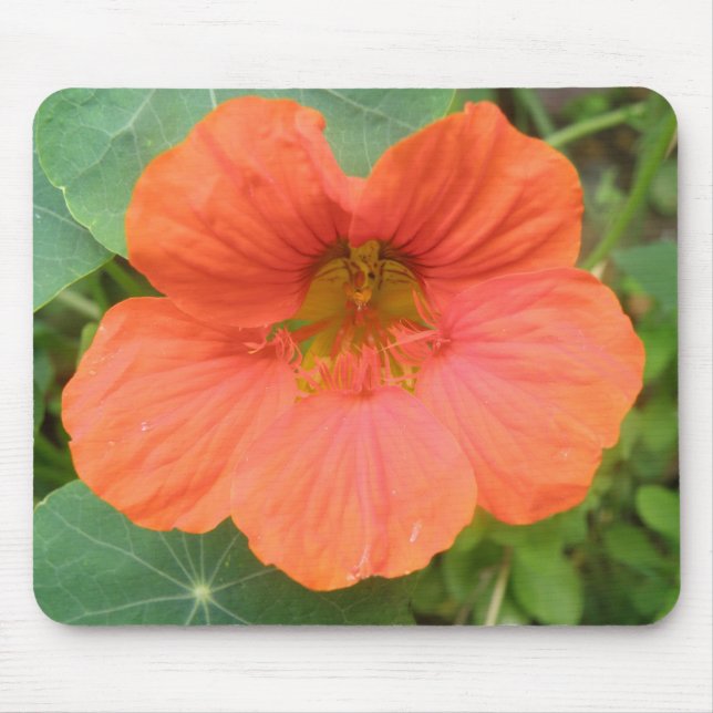 Orange Nasturtium Flower Mousepad Musmatta (Framsidan)