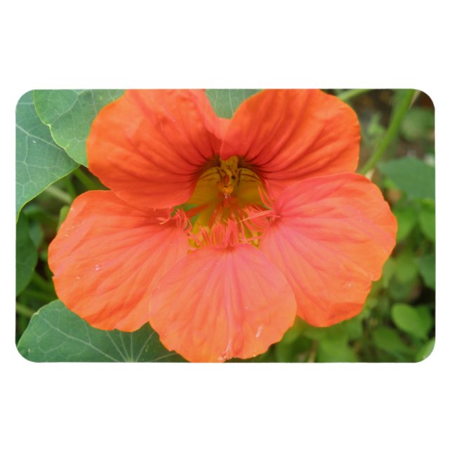 Orange Nasturtium Flower Premium Magnet (Horisontell)