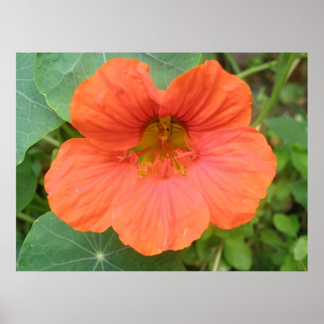 Orange Nasturtium Flower Skriv ut Poster (Framsidan)