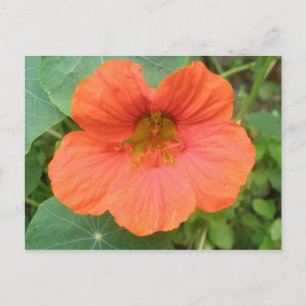Orange Nasturtium Flower vycard Vykort
