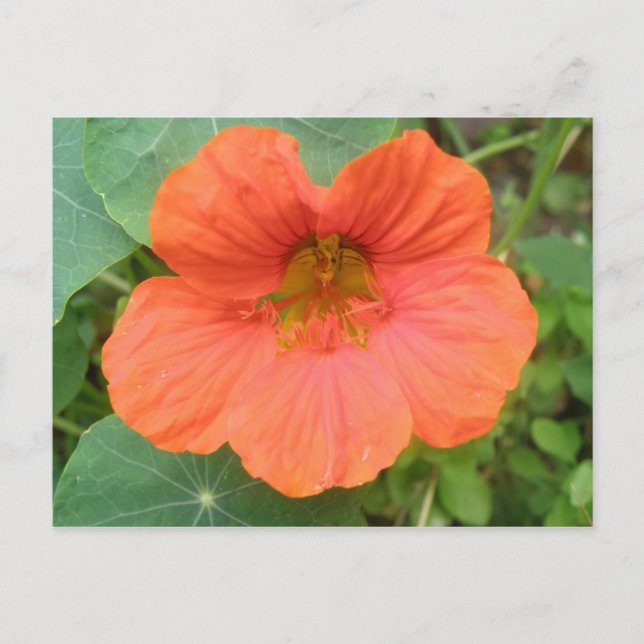 Orange Nasturtium Flower vycard Vykort (Framsida)