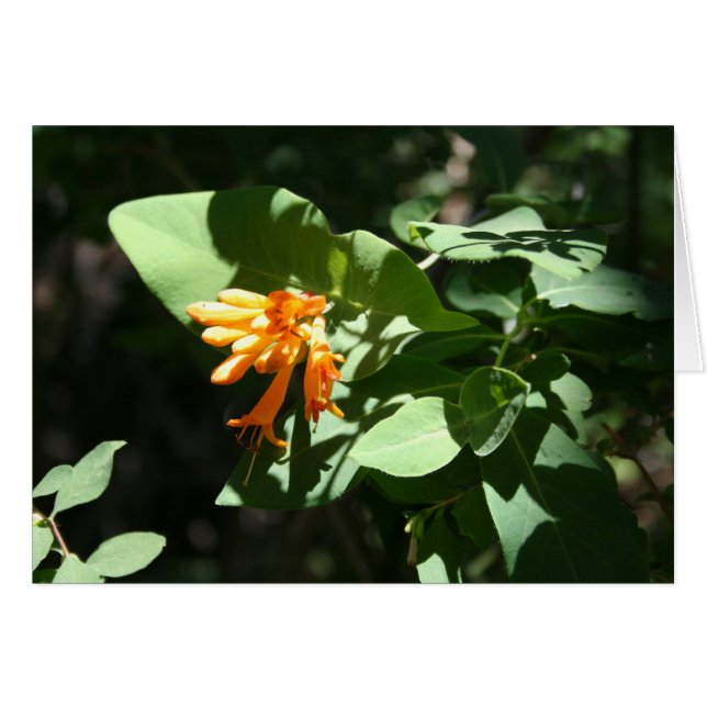 Orange OBS Kort (Framsidan Horizontal)