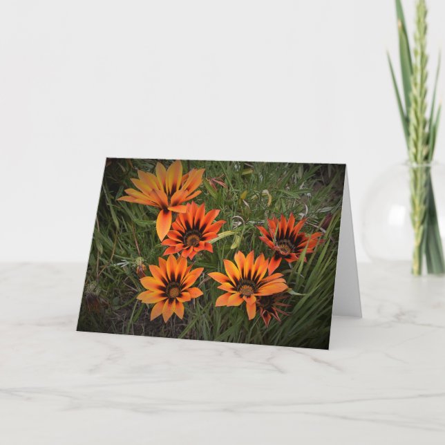 Orange- och Black Gazanias Blank Greeting Card Kort (Framsida)