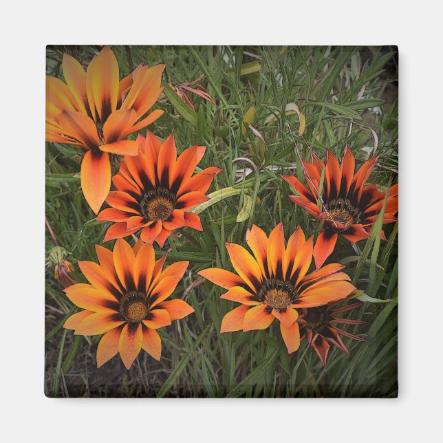 Orange och Black Gazanias Magnet (Framsidan)