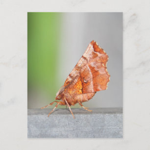 Orange och Brown Moth. Vykort