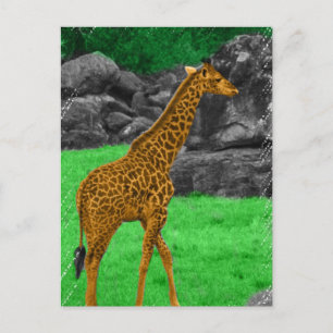 Orange och grönt med Giraffe-fotofärgning Vykort