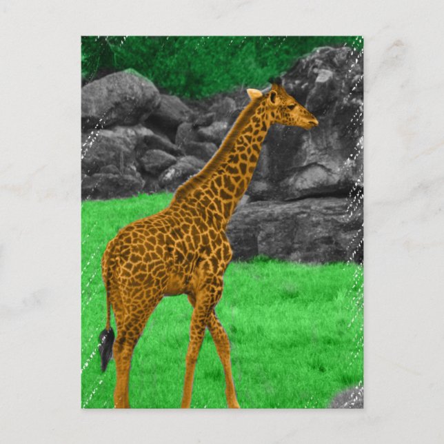 Orange och grönt med Giraffe-fotofärgning Vykort (Framsida)