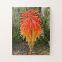 Orange och gul blomma