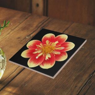 Orange och gul Collarette Dahlia Blomma Kakelplatta