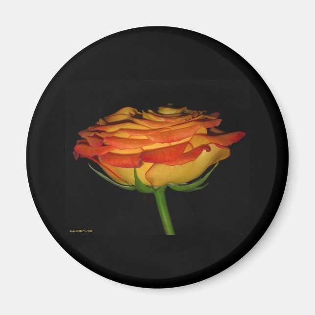 orange och gul ros magnet (Framsidan)