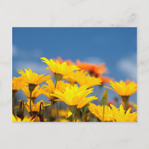 Orange och gula Namaqualand-daisyblommor Vykort