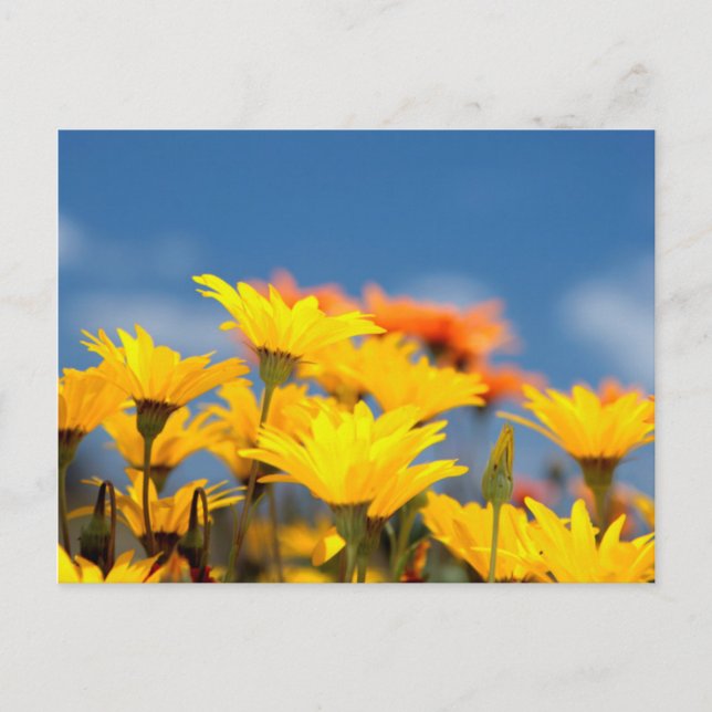 Orange och gula Namaqualand-daisyblommor Vykort (Framsida)
