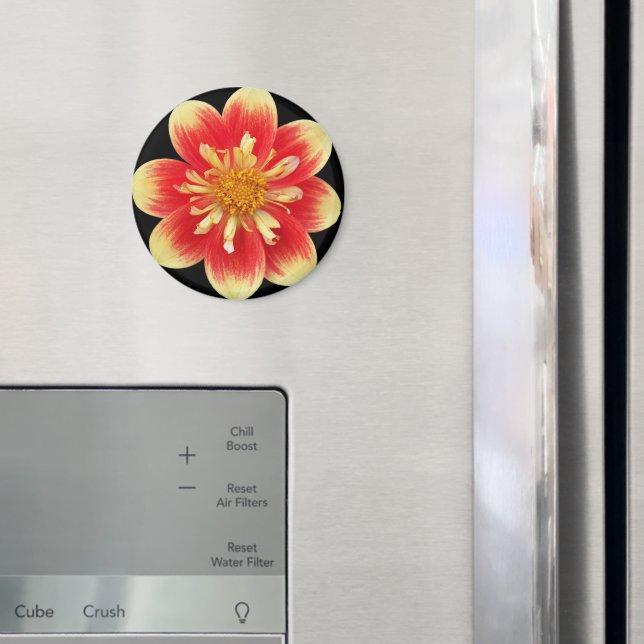 Orange och Gult Collarette Dahlia Blommigt Magnet (In Situ (Fridge))