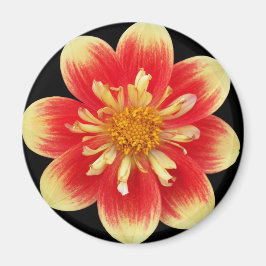 Orange och Gult Collarette Dahlia Blommigt Magnet