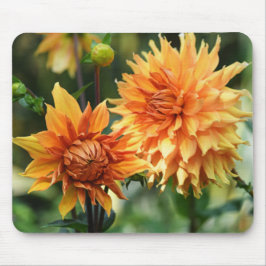 Orange och Gult Dahlia Flowers vid Wisley Gardens Musmatta