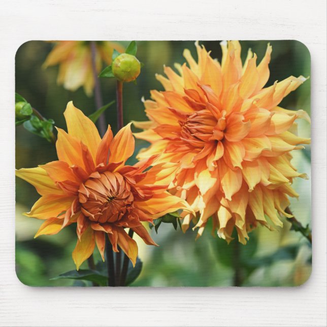 Orange och Gult Dahlia Flowers vid Wisley Gardens Musmatta (Framsidan)
