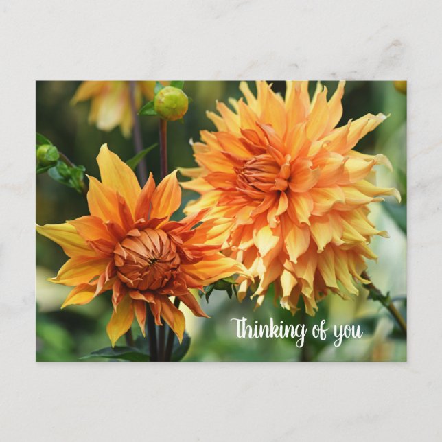 Orange och Gult Dahlia Flowers vid Wisley Gardens Vykort (Framsida)