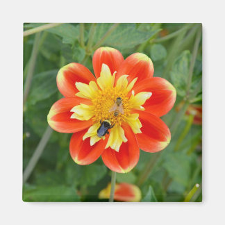 Orange och gult dahlia magnet