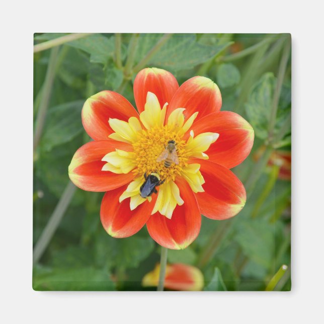 Orange och gult dahlia magnet (Framsidan)