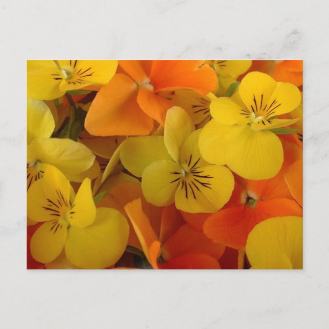 Orange och Gult Johnny Jump Up-vykort Vykort (Framsida)