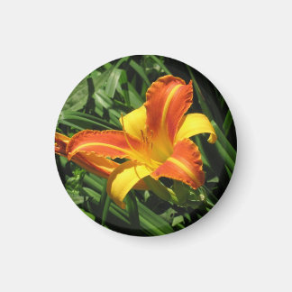 Orange och Gult Lily Magnet