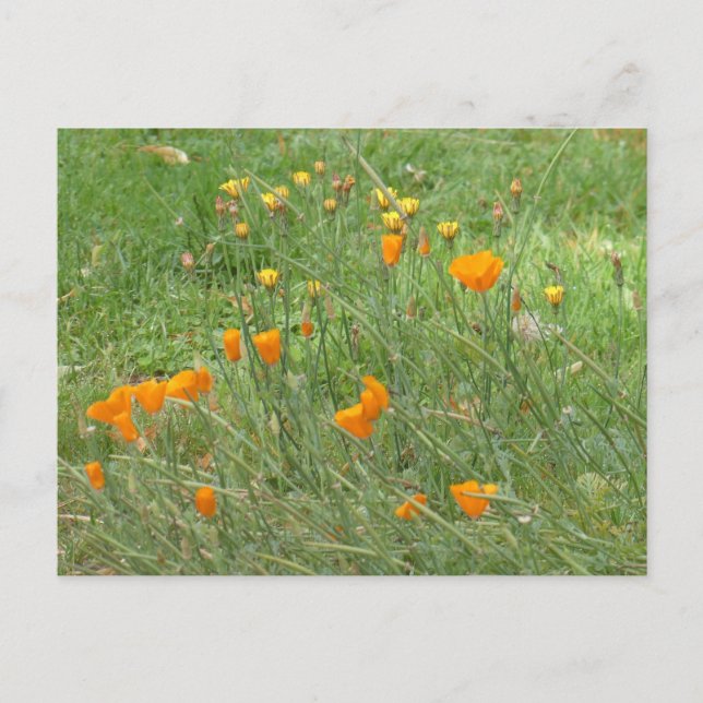 Orange och Gult Wildblommor DIY-vykort Helg Vykort (Framsida)