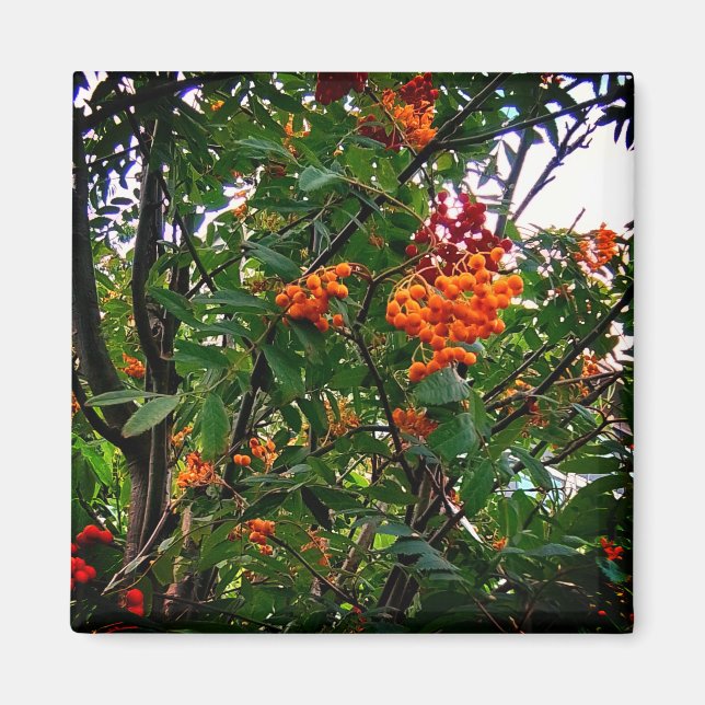 Orange och röda bär magnet (Framsidan)