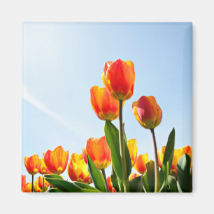 Orange och röda tulpan underifrån magnet