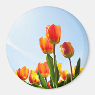 Orange och röda tulpan underifrån magnet