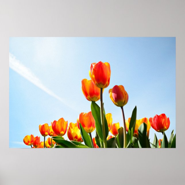 Orange och röda tulpaner underifrån poster (Framsidan)