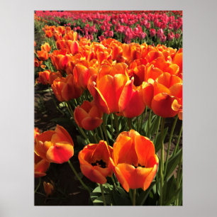 Orange- och rödtuppar poster