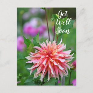 Orange och Rosa Dahlia Blomma Snart Bättre Vykort