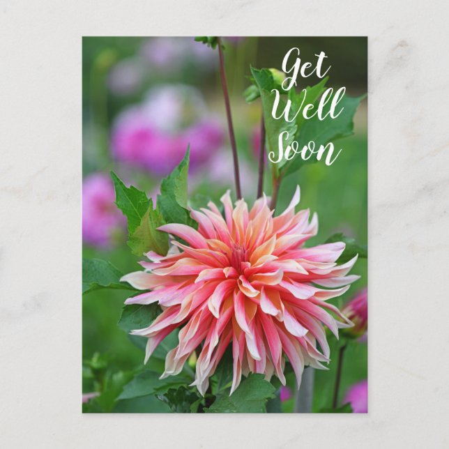 Orange och Rosa Dahlia Blomma Snart Bättre Vykort (Framsida)