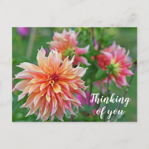 Orange och Rosa Dahlia Flower Thinking Vykort