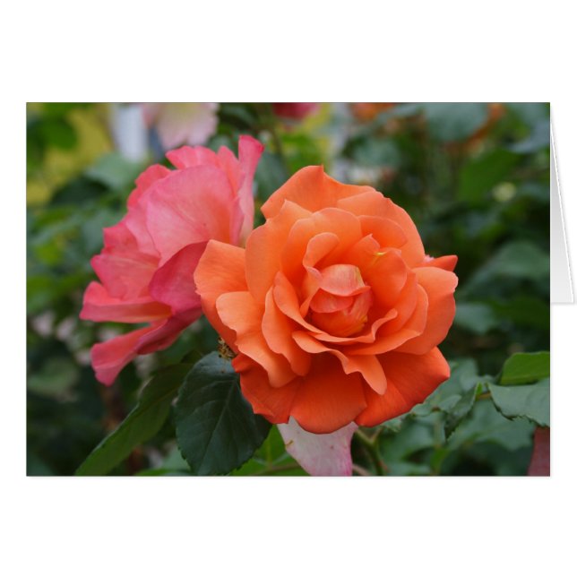 Orange Och Rosa Ros Hälsningskort (Framsidan Horizontal)