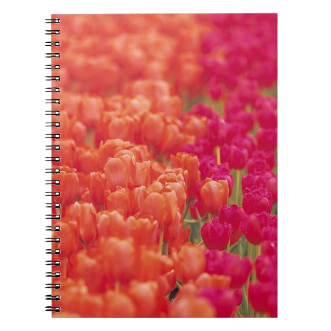 Orange och Rosa Tulips Anteckningsbok Med Spiral (Framsidan)