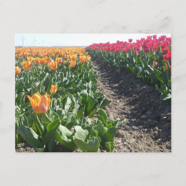 Orange och rött vykort Fält DIY (Framsida)