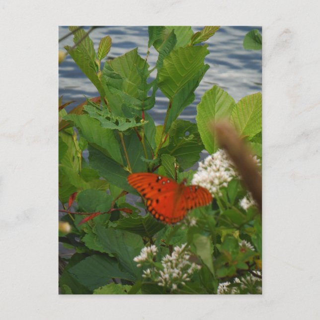 Orange och svart fjäril vid Sjö Vykort (Framsida)