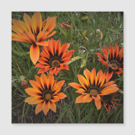 Orange och svart Gazanias Magnetic Card