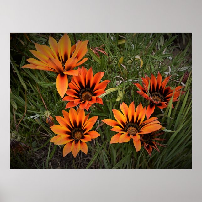 Orange och svart Gazanias Poster (Framsidan)