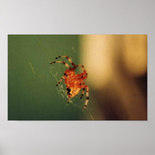 Orange och svart spider poster