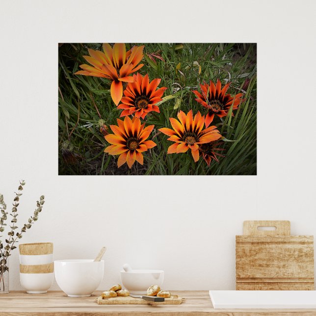 Orange och svarta Gazanias-affisch Poster (Kök)